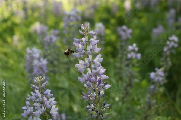 Obraz Exploring the West