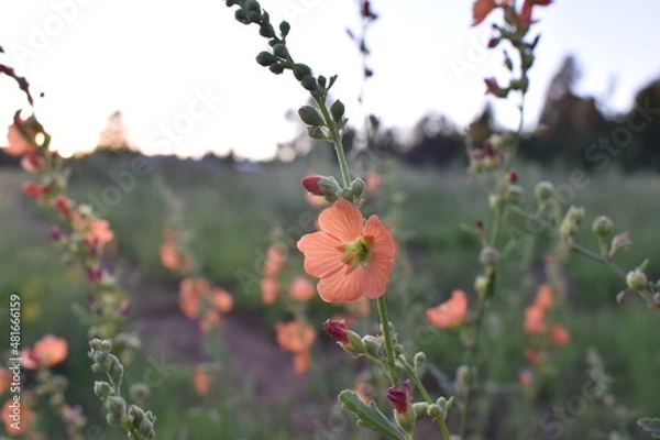 Obraz Exploring the West