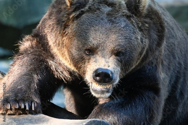 Obraz brown bear aggressive