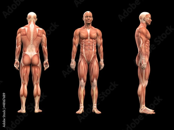 Obraz Mann, Anatomie Muskeln 3D