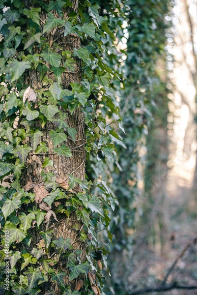 Fototapeta Ivy growing up the side of a tree in the woods.