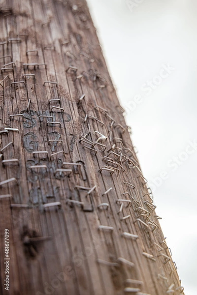 Fototapeta Close up of telephone pole covered with rusty staples from old notes