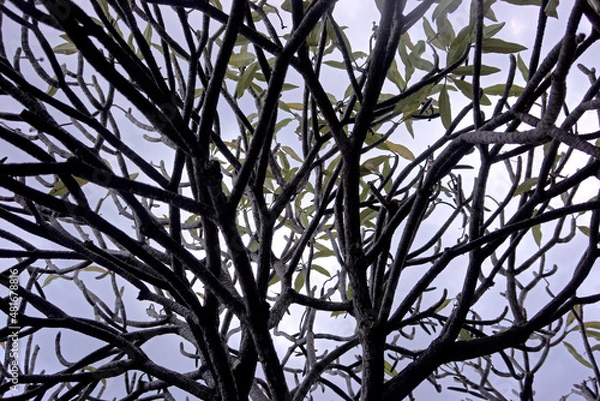 Obraz ramas de arbol