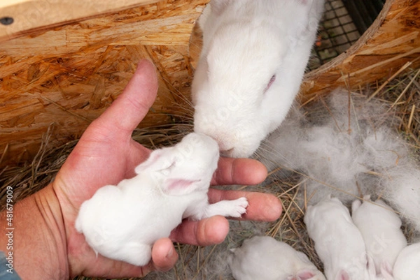 Fototapeta The mother rabbit trusts the breeder.