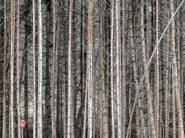 Obraz Forst mit Nadelbäumen