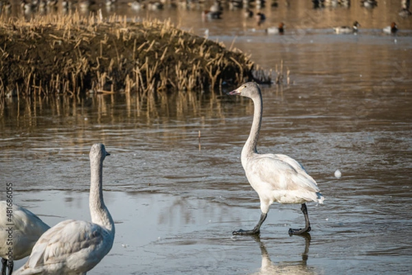 Obraz 冬の御宝田遊水池
