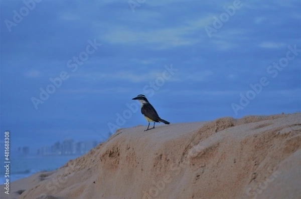 Obraz bird on the beach