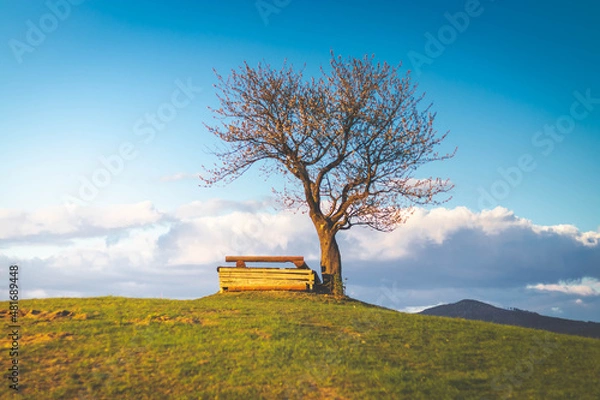 Obraz Samotne drzewo.