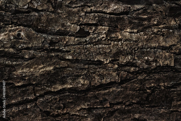 Obraz Old cracked tree bark close up as background, web banner, poster