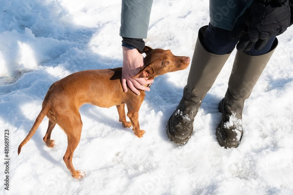 Fototapeta Enjoying a vacation day in the snow with my adorable dog