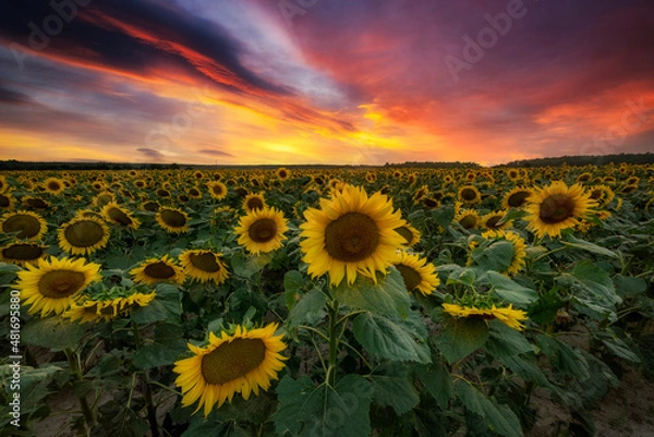 Fototapeta Beautiful sunset over sunflowers field