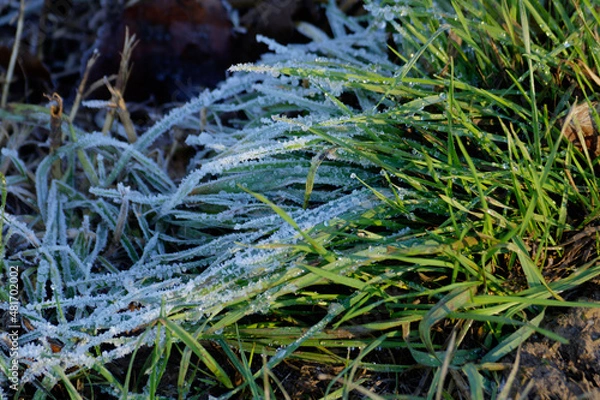 Obraz frost on grass