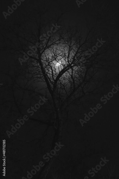 Fototapeta Moon behind silhouette tree