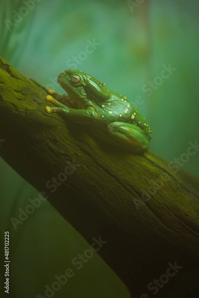 Fototapeta Big green and yellow spotted frog on a branch in the fog
