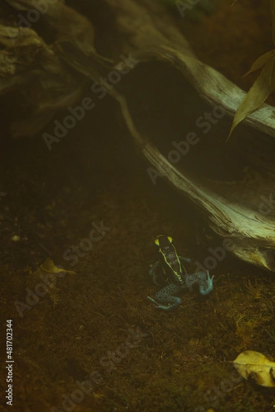 Fototapeta Small blue frog on the ground under a branch in the fog