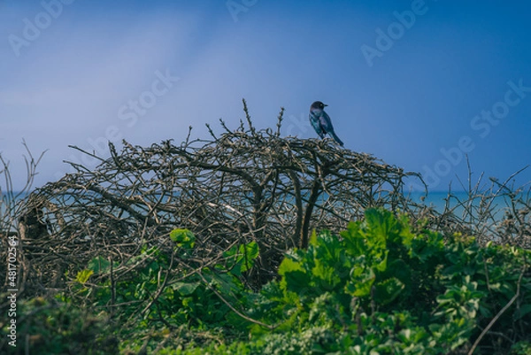 Fototapeta Bird sitting on a bush in front of a blue sky