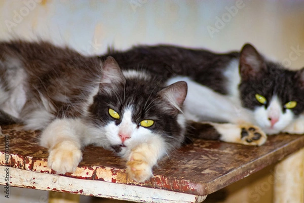 Fototapeta cat on the table