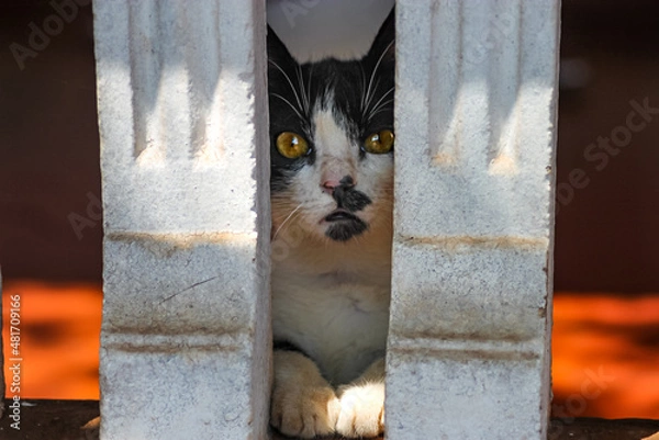 Obraz cat watching you