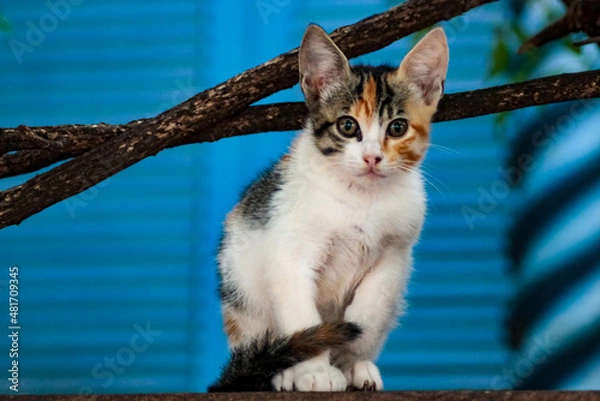 Fototapeta cat on the window