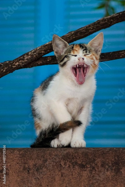 Fototapeta cat laughing