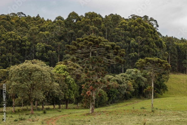 Fototapeta landscape with trees