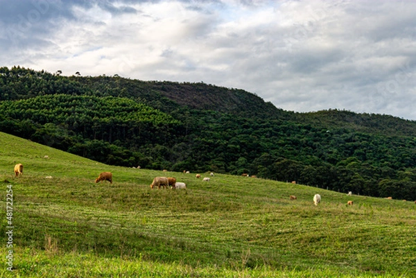 Fototapeta landscape with cows