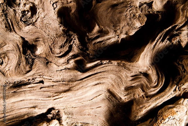 Fototapeta texture of tree 