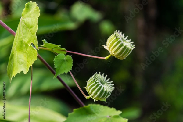 Obraz Abutilon indicum