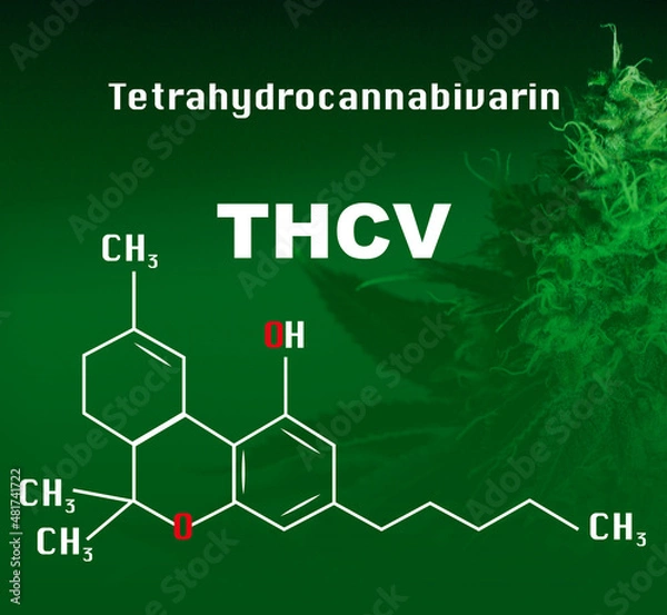 Fototapeta PrintChemical formulas of natural cannabinoids in cannabis THCV Tetrahydrocannabivarin 