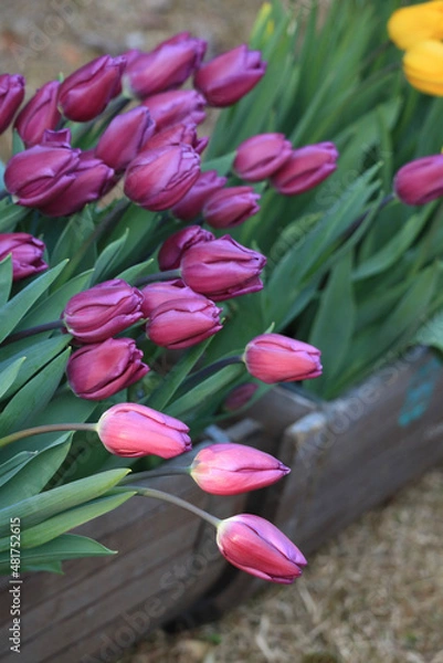 Obraz tulips in a garden