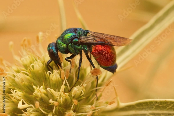 Fototapeta Closeup on a brilliant metallic colored Emerald Cuckoo Wasp, Stilbum cyanurum, sipping nectar from a green Eryngo flower