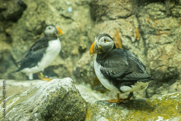 Fototapeta Small Atlantic puffins on the rocks in Loro Parque, Tenerife