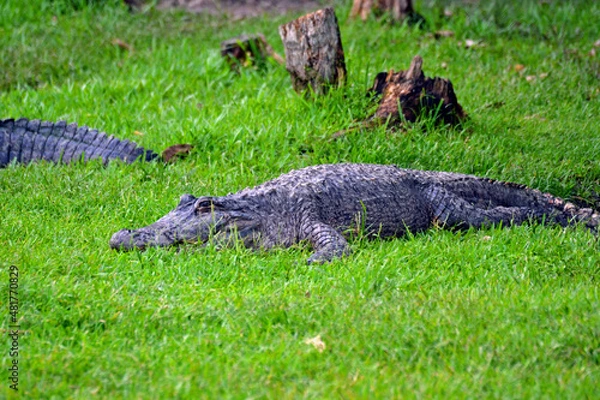 Obraz Crocodil in Wiese