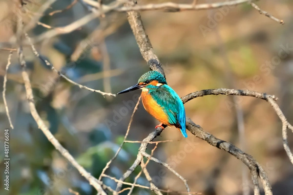 Fototapeta カワセミ