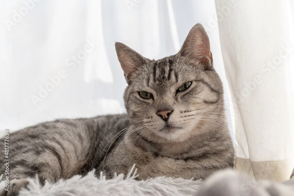 Fototapeta 可愛い猫　サバトラ猫