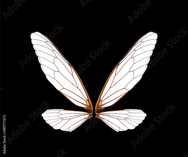 Obraz cicada insect wings on a black background