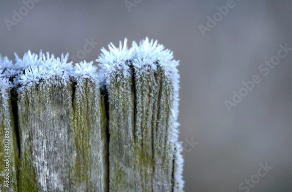Obraz snow covered branches