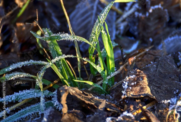 Fototapeta close up of a grass