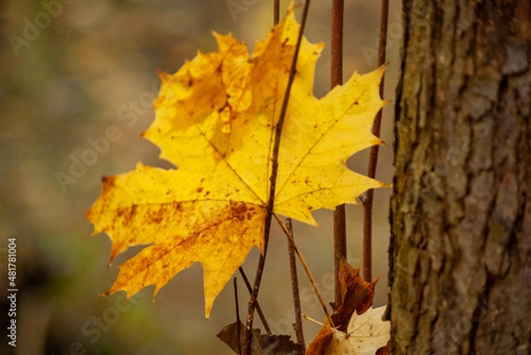 Obraz autumn maple leaves