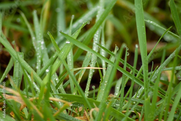 Obraz grass with dew