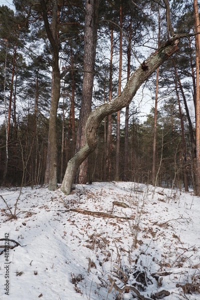 Obraz Winter forest landscape