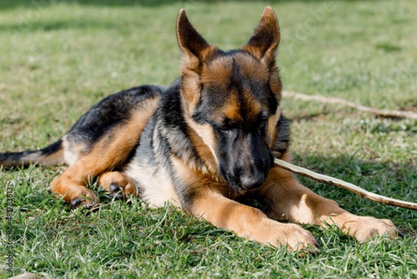 Fototapeta Beautiful young German Shepherd is lying on the lawn near the house. German Shepherd puppy plays with a stick