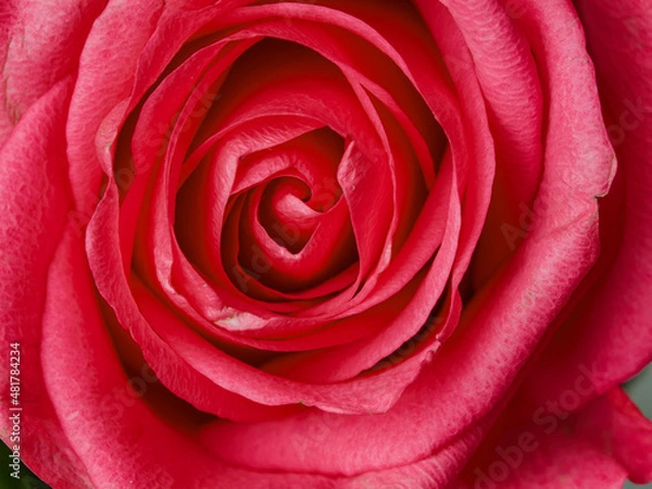 Fototapeta Deep red rose close up. Red rose. Deep red rose. Red rose macro scene
