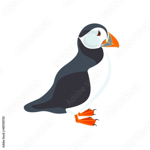 Fototapeta Puffin. Illustration of bird. Vector design element.