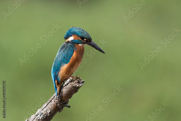 Obraz Eisvogel (Alcedo atthis)