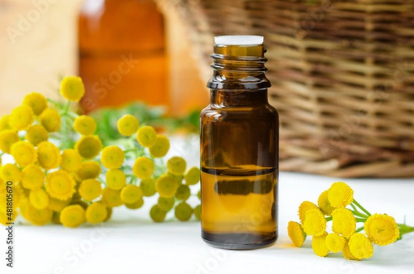 Obraz Small bottle with essential blue tansy oil (extract, tincture, infusion).  Aromatherapy, spa and herbal medicine concept. Copy space.