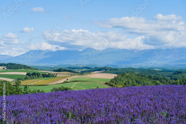 Fototapeta 広大な花畑と十勝岳連峰 (日本 - 北海道 - 四季彩の丘)
