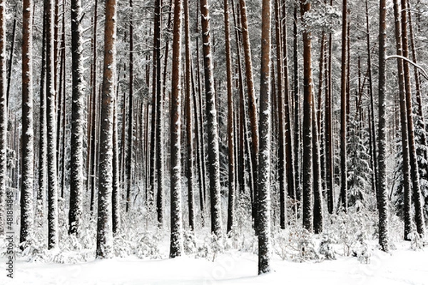 Obraz Winter forest in the snow.