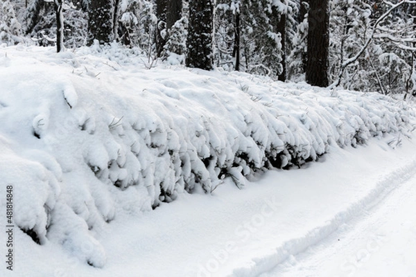 Obraz Snow covered trees in winter