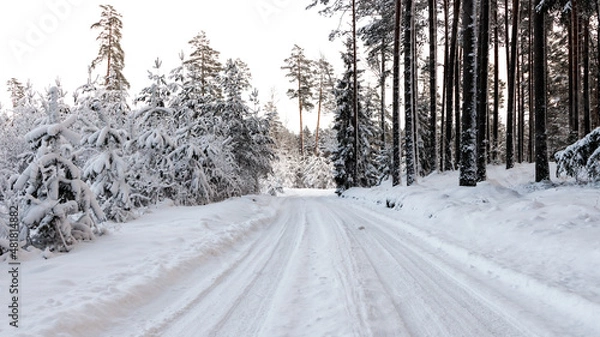 Obraz Road in winter forest